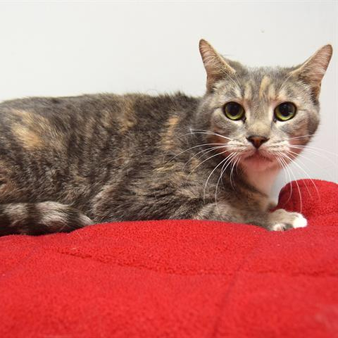 Grey and orange striped cat laying on a  red quilt blanket