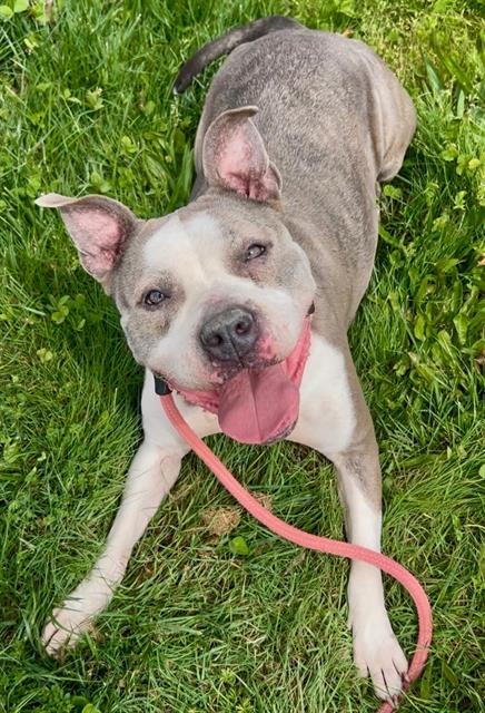 Grey and white pitbull terrier mix dog laying on the grass