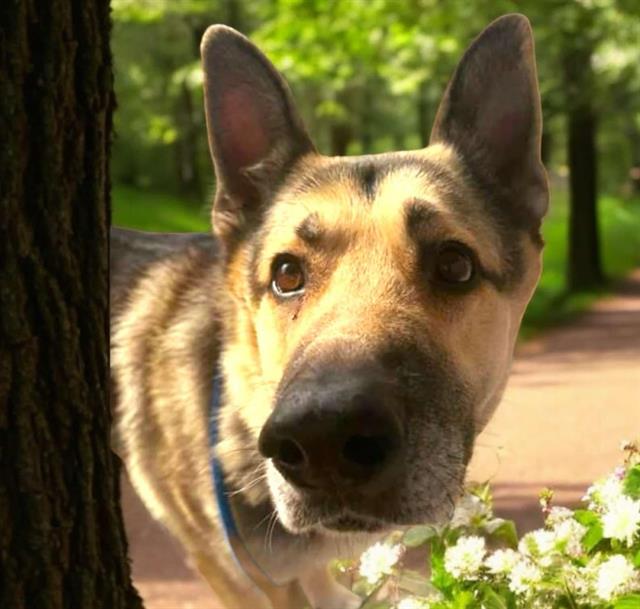 German shepherd mix dog looking around a tree