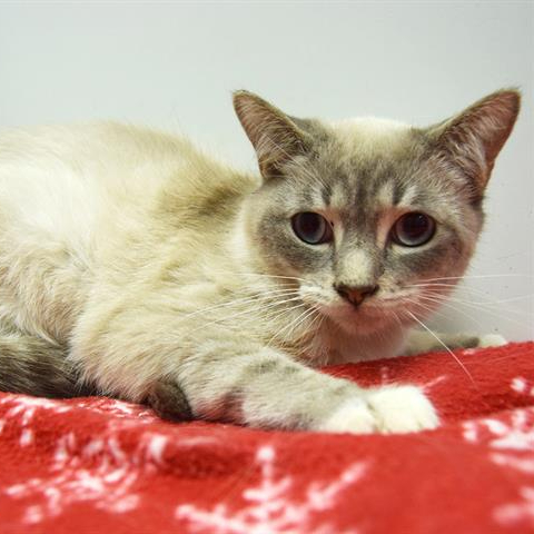 white Siamese cat with grey face and tail laying on a red and white snowflake blanket