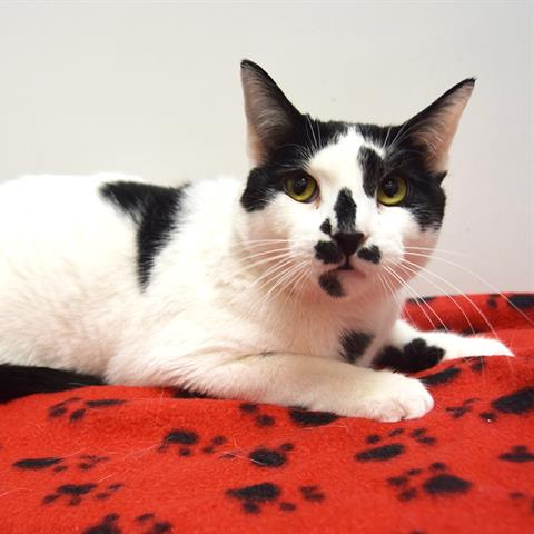 white cat with black spots and black nose, laying on a red and black blanket